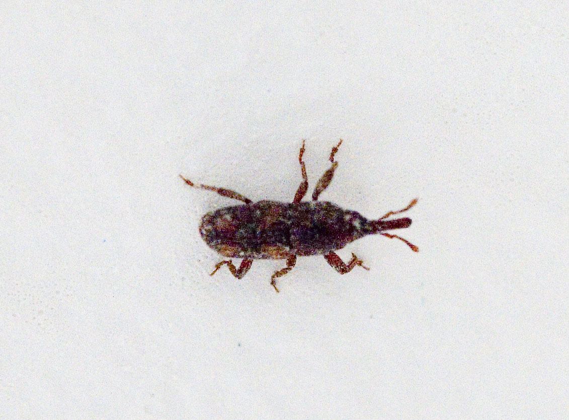 Small Insects In Kitchen Cupboards Kitchen Sohor